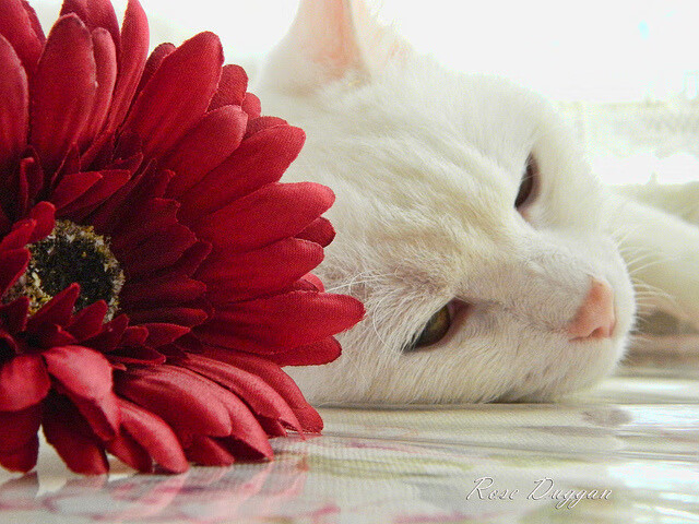 老鹰展翅撕碎航母！米切尔完美发挥诠释何为超级控卫