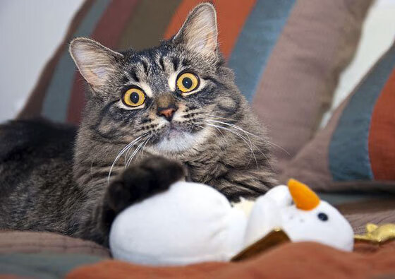 焦点之战,英格拉姆惊天逆转,点燃世界排名争夺夜!